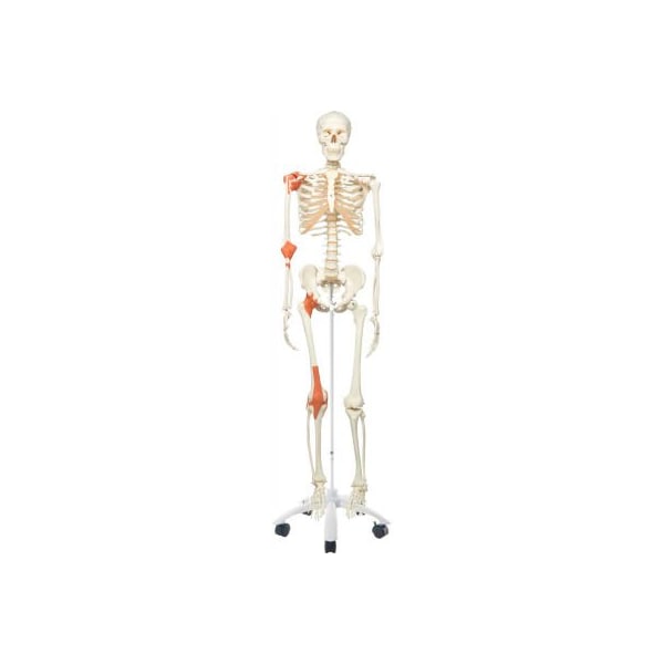 3B Anatomical Model - Leo The Ligament Skeleton on Roller Stand